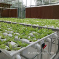 Greenhouse com sistema de hidroponia para plantar